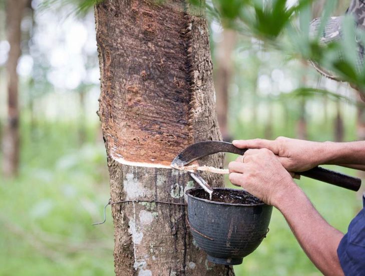 Pengeluaran getah asli negara merosot