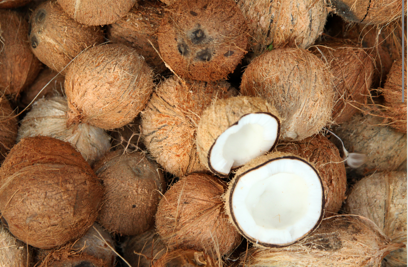 Kerajaan pertimbang letak kelapa di bawah bidang kuasa Lembaga Koko Malaysia