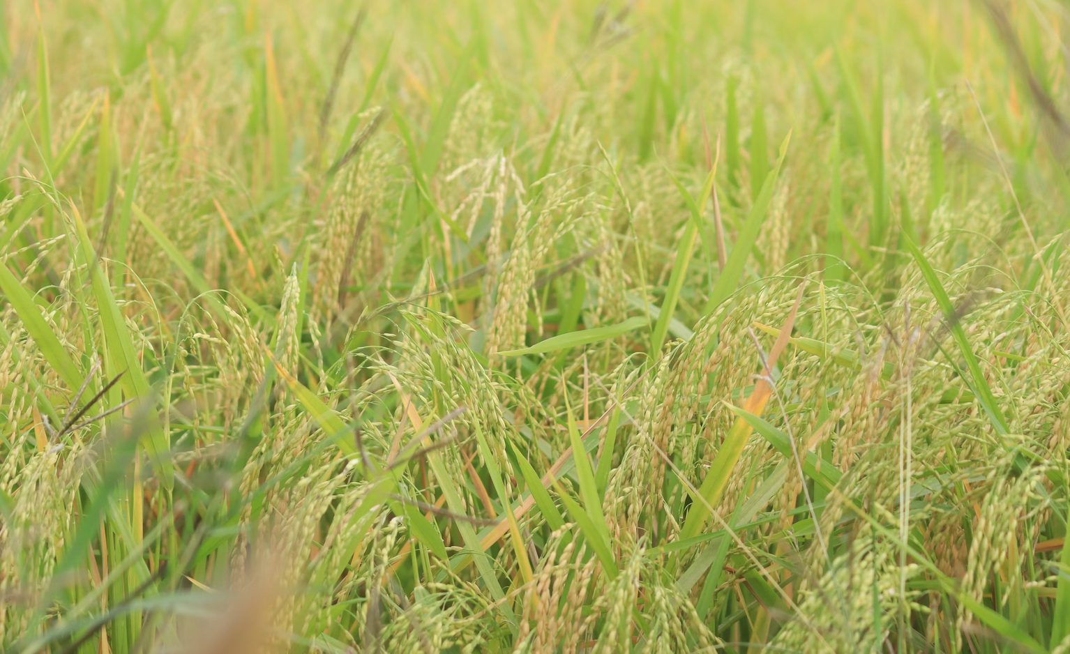 Kelantan keluar jenama beras tempatan sendiri tahun depan